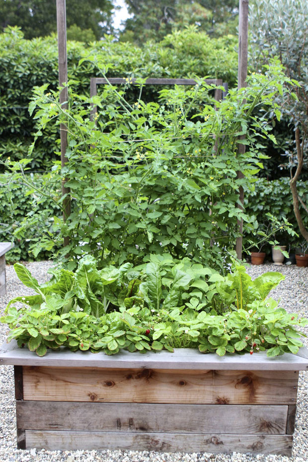 kitchen garden