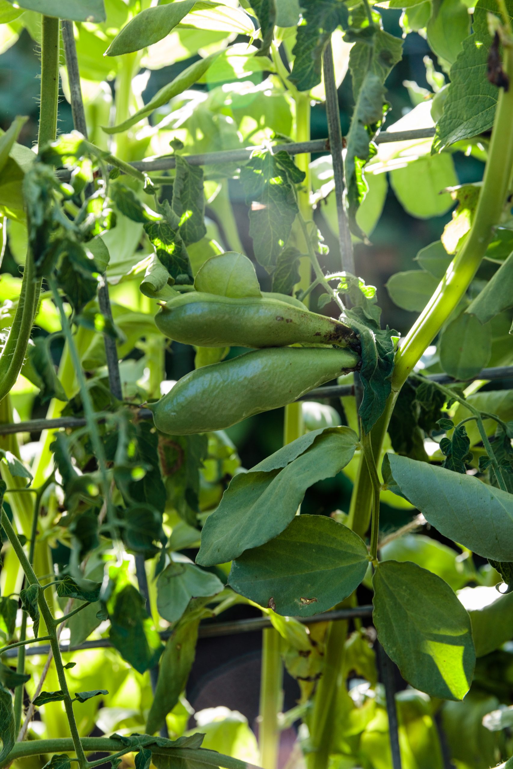 Year Round Gardening